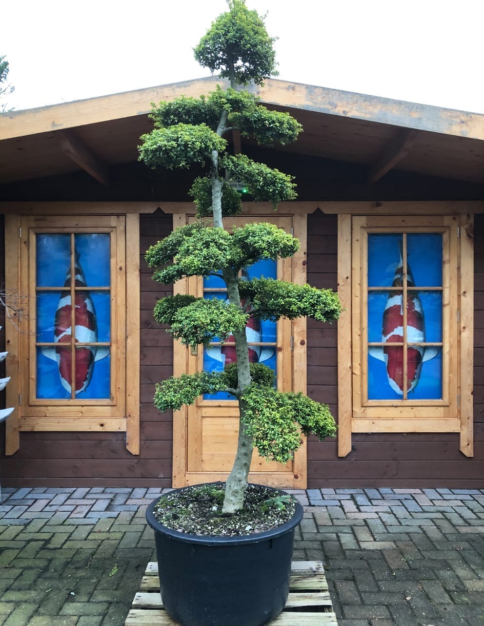 Japanese Cloud Tree