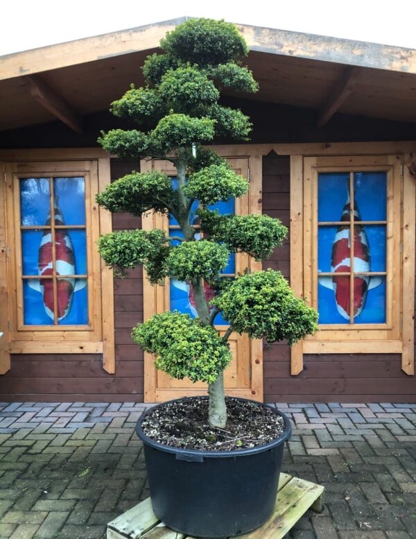 Japanese Cloud Tree