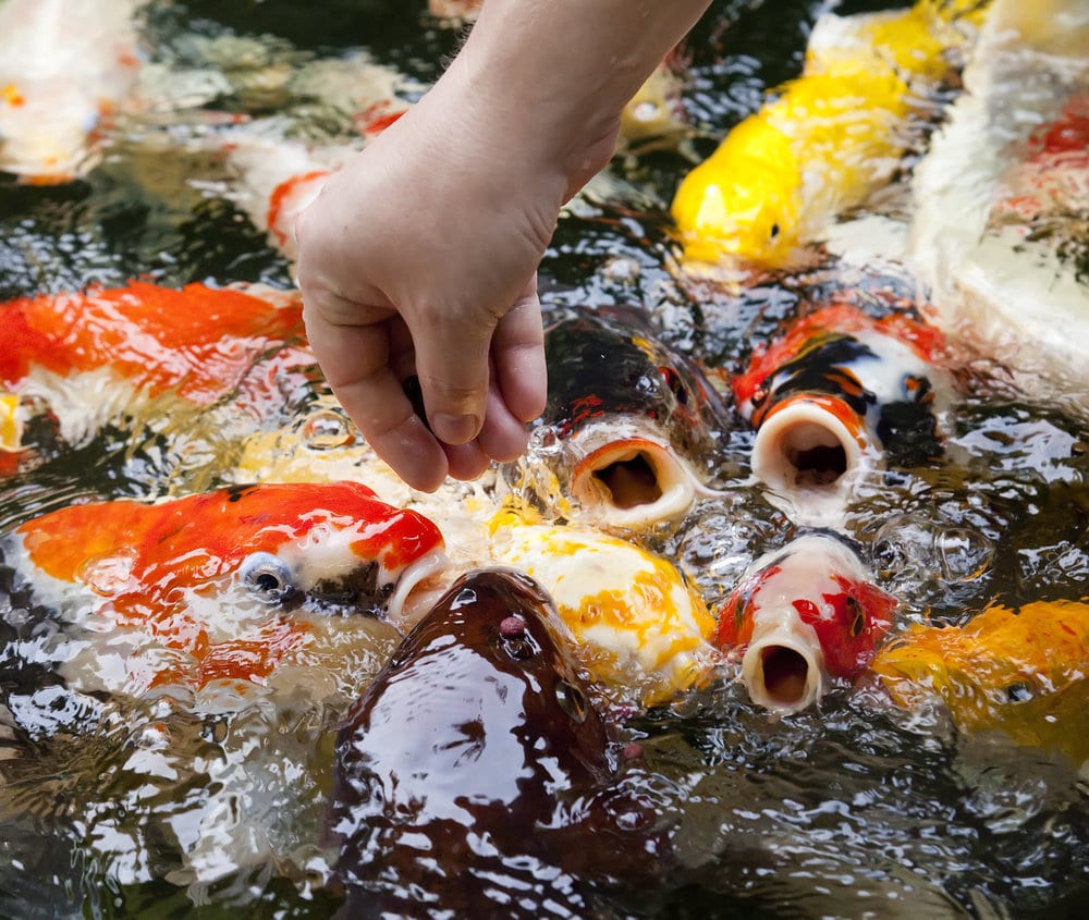Making Koi Food With Sweet Corn