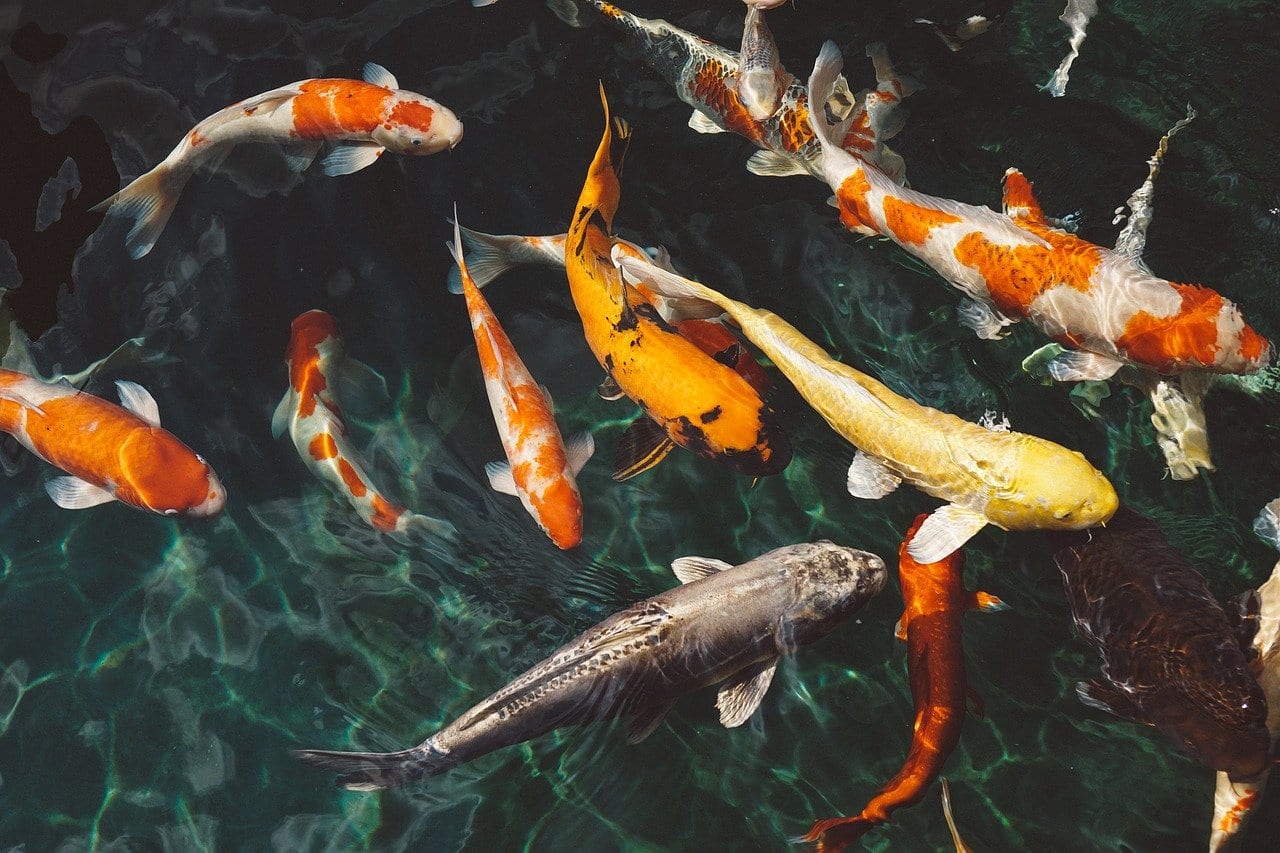 water-quality Water Quality