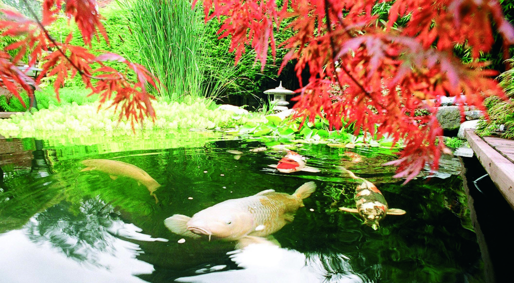 Koi fish in a stunning pond