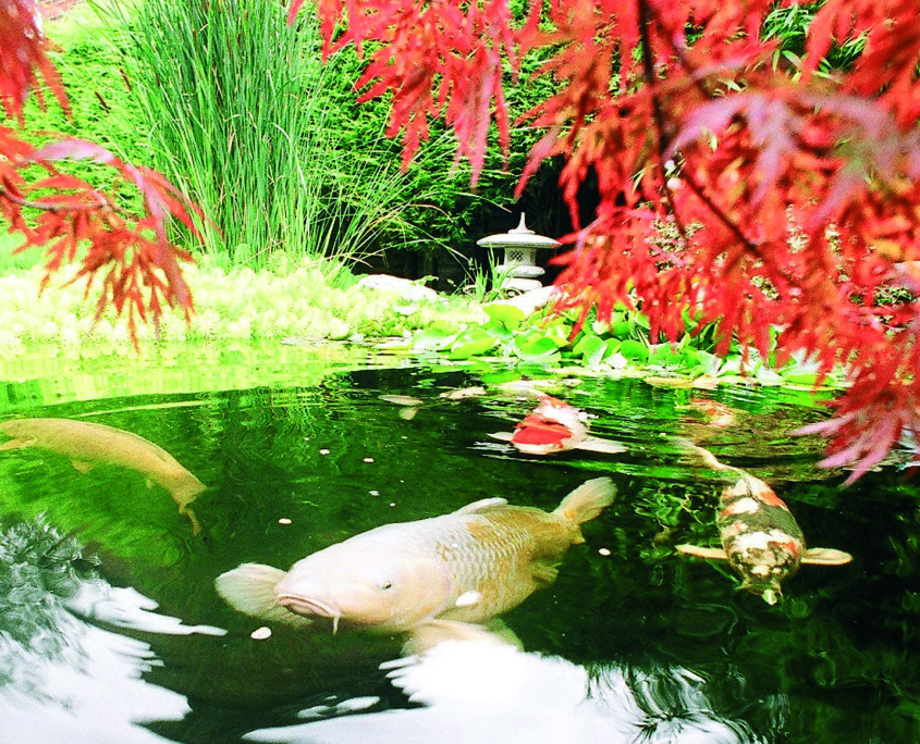 Koi fish in a stunning pond