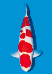 Maruten Kohaku @ The Oaks Koi Farm