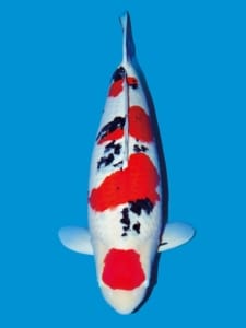 Koi Pattern