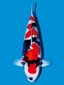 Traditional Showa @ The Oaks Koi Farm