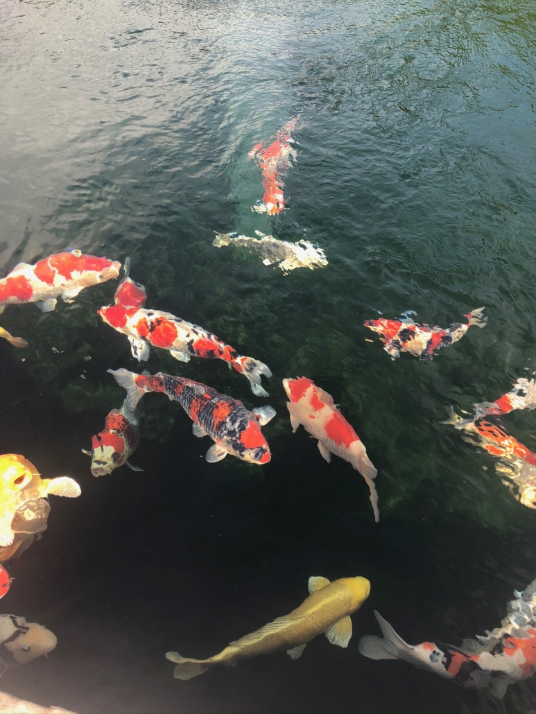 IMG_0027 Koi enjoying the sun