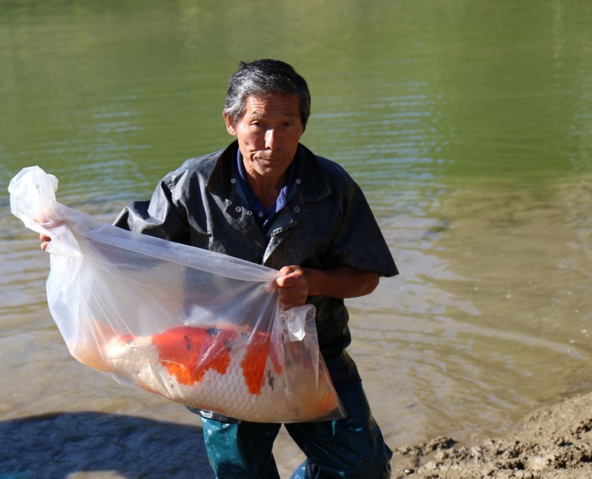Elements of Koi Appreciation