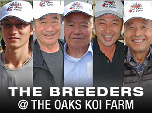 Japanese Koi Breeders @ The Oaks Koi Farm