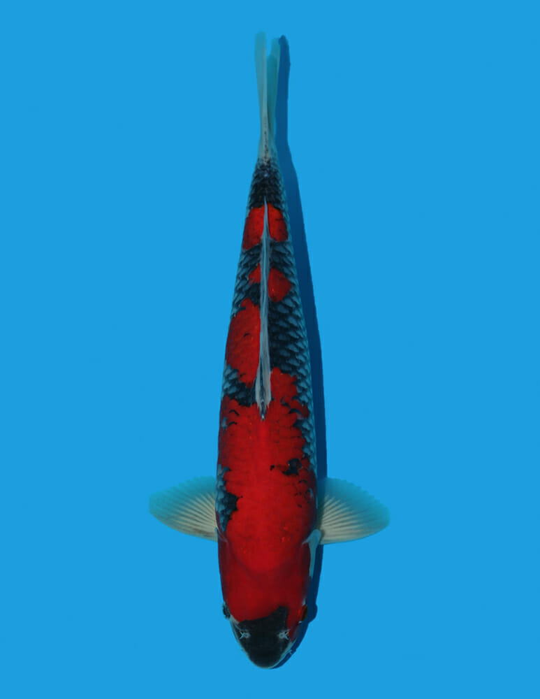 Goshikii @ The Oaks Koi Farm
