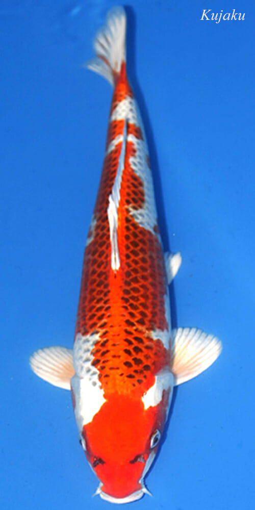 Kujaku RC Hikarimoyo
