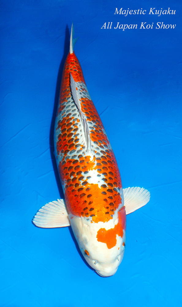 Kujaku example RC Hikarimoyo
