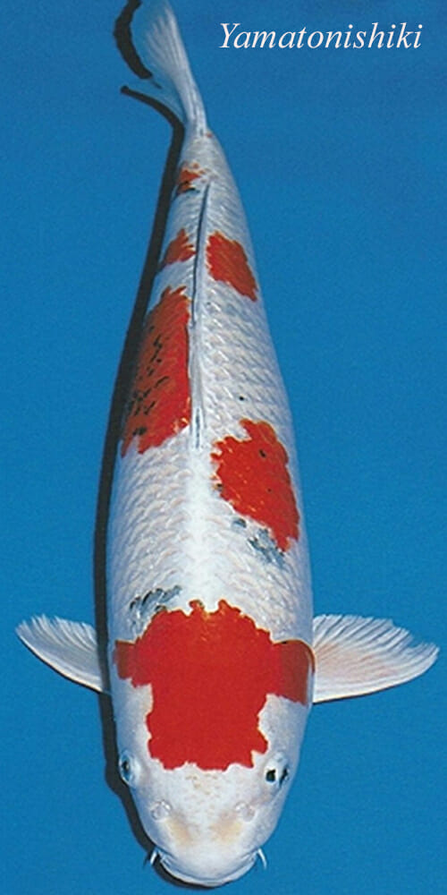 Yamato RC Hikarimoyo