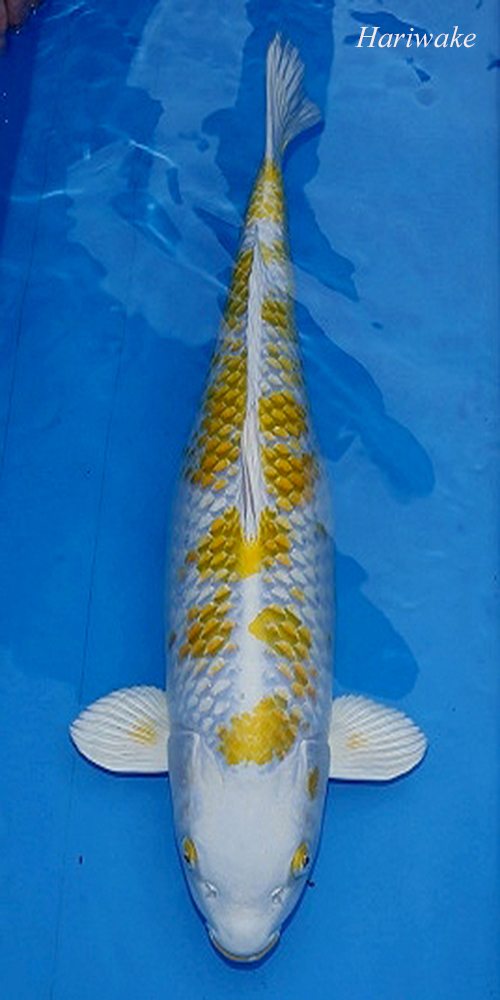 hariwake RC Hikarimoyo