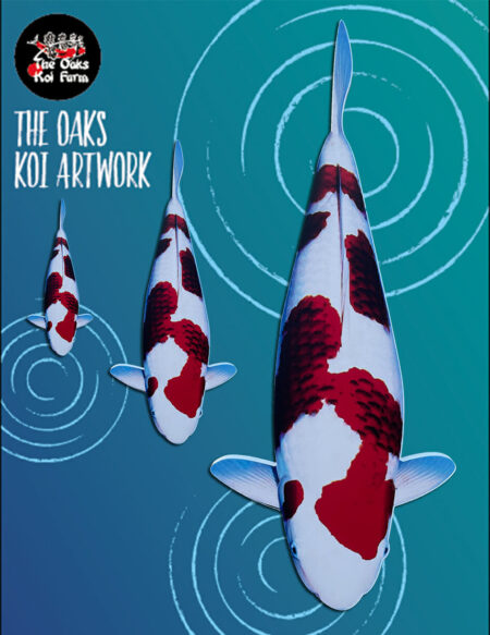 Koi Art - Ai Goromo Koi Art Ai Goromo @ The Oaks Koi Farm