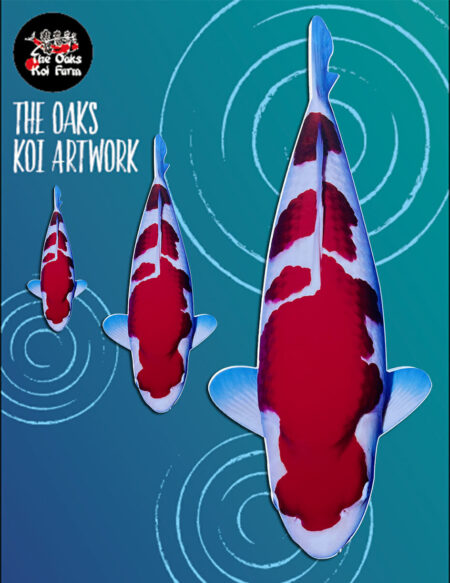 Koi Art - Kohaku Koi Art Kohaku @ The Oaks Koi Farm