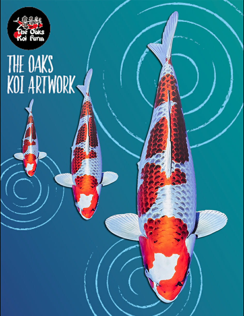 Koi Art Kujaku @ The Oaks Koi Farm