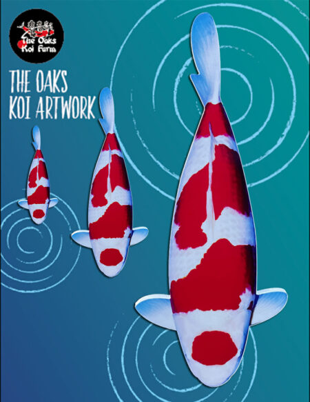 Koi Art Maruten Kohaku @ The Oaks Koi Farm