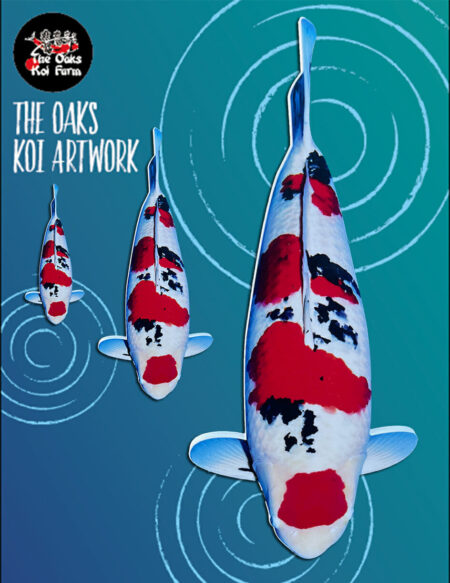 Koi Art - Maruten Sanke Koi Art Maruten Sanke @ The Oaks Koi Farm