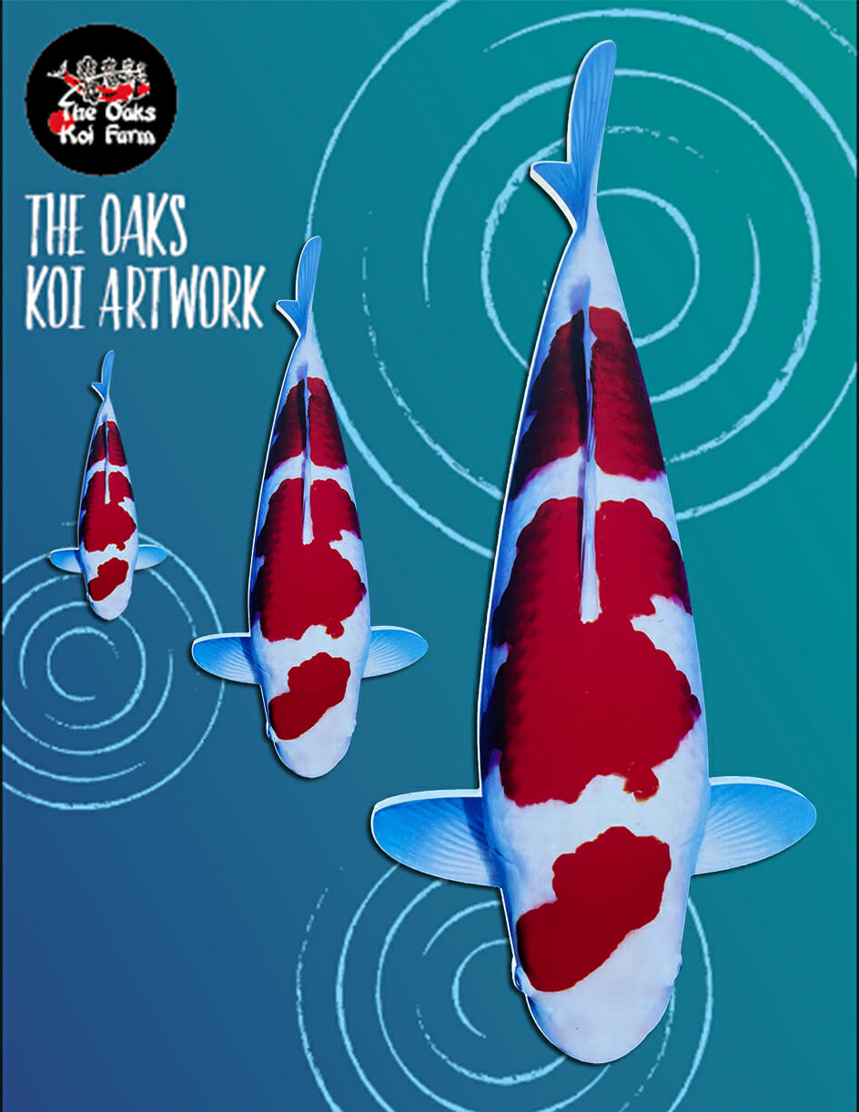 Koi Art Sanke Kohaku @ The Oaks Koi