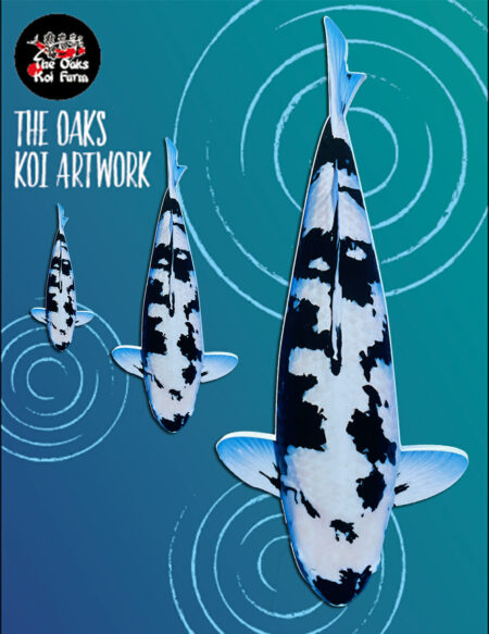 Koi Art - Shiro Utsuri Koi Art Shiro Utsuri @ The Oaks Koi
