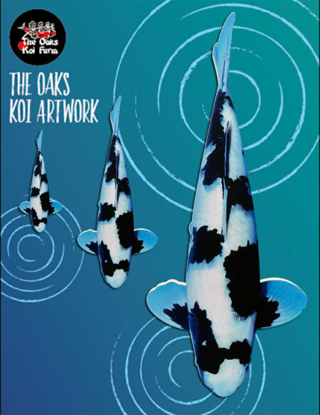 Koi Art - Ichimatsu Shiro Utsuri Koi Art Ichimatsu Shiro Utsuri @ The Oaks Koi