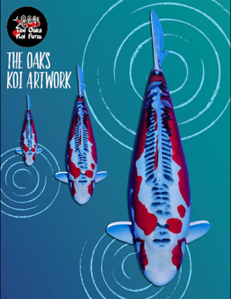 Koi Art - Shusui Koi Art Shusui @ The Oaks Koi