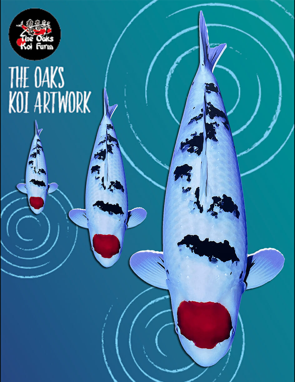 Koi Art Tancho Sanke @ The Oaks Koi