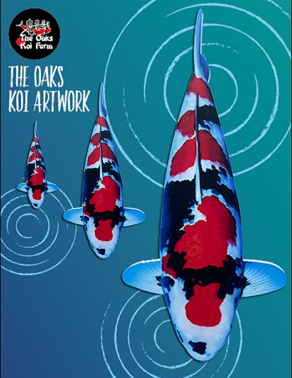 Koi Art Traditional Showa @ The Oaks Koi