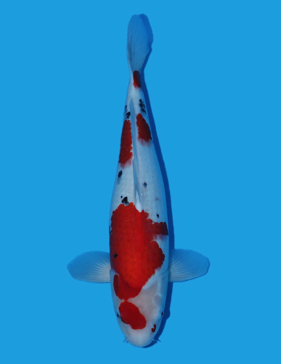 Maruhiro Maruten Sanke OKF 181 @ The Oaks Koi Farm