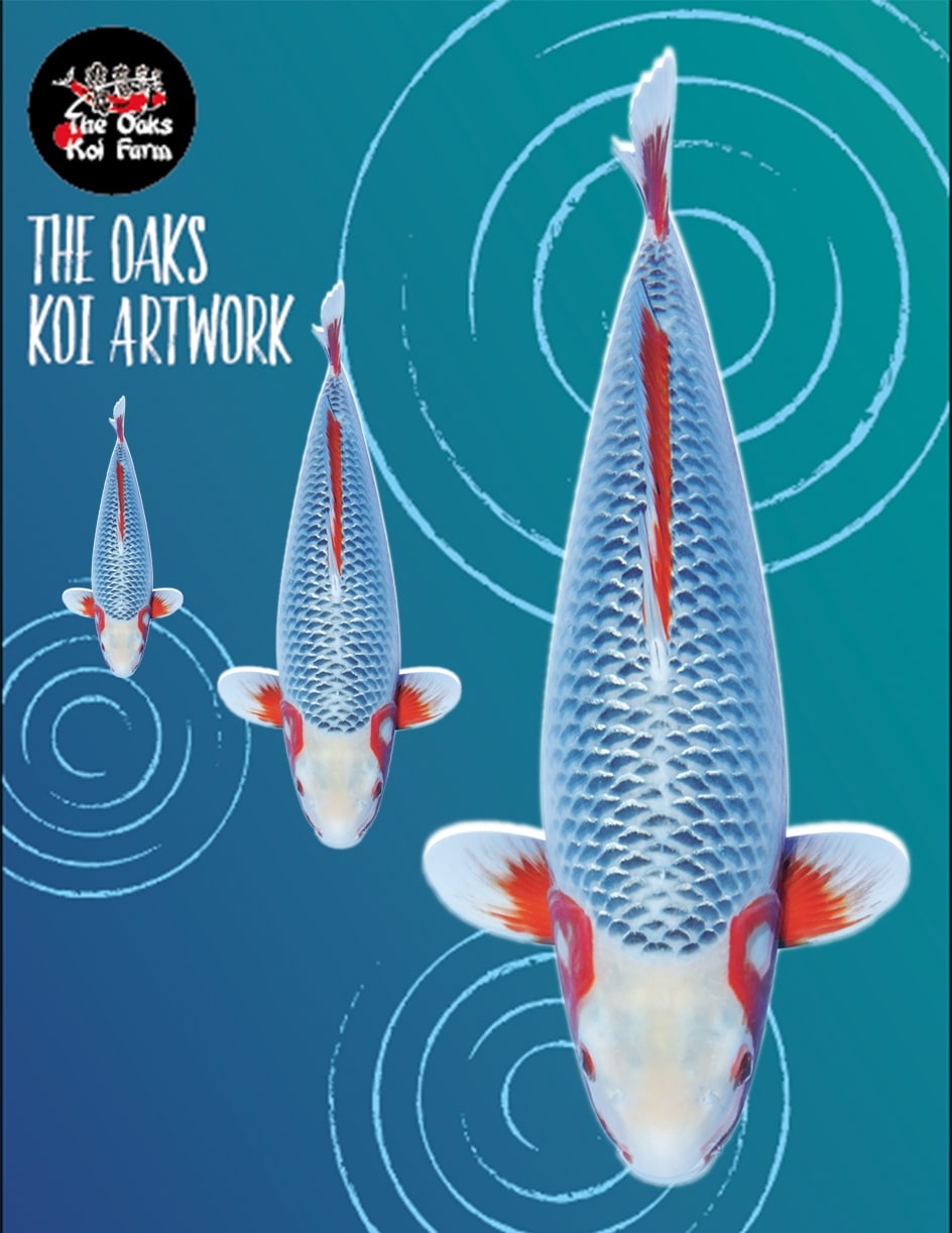 Koi Art - Asagi Koi Art Asagi @ The Oaks Koi Farm