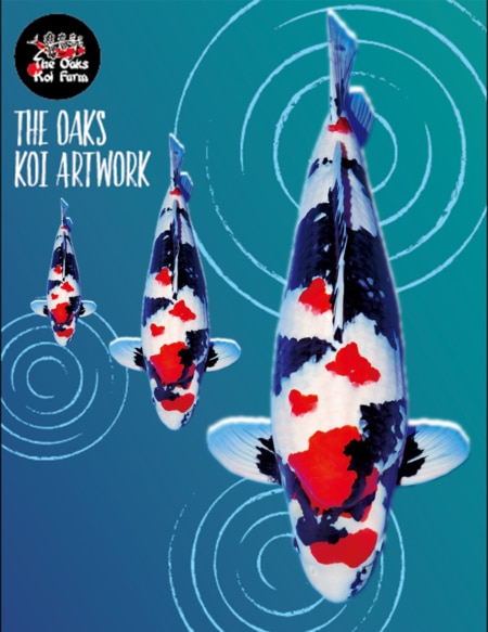 Koi Art - Flower Showa Koi Art Flower Showa @ The Oaks Koi Farm