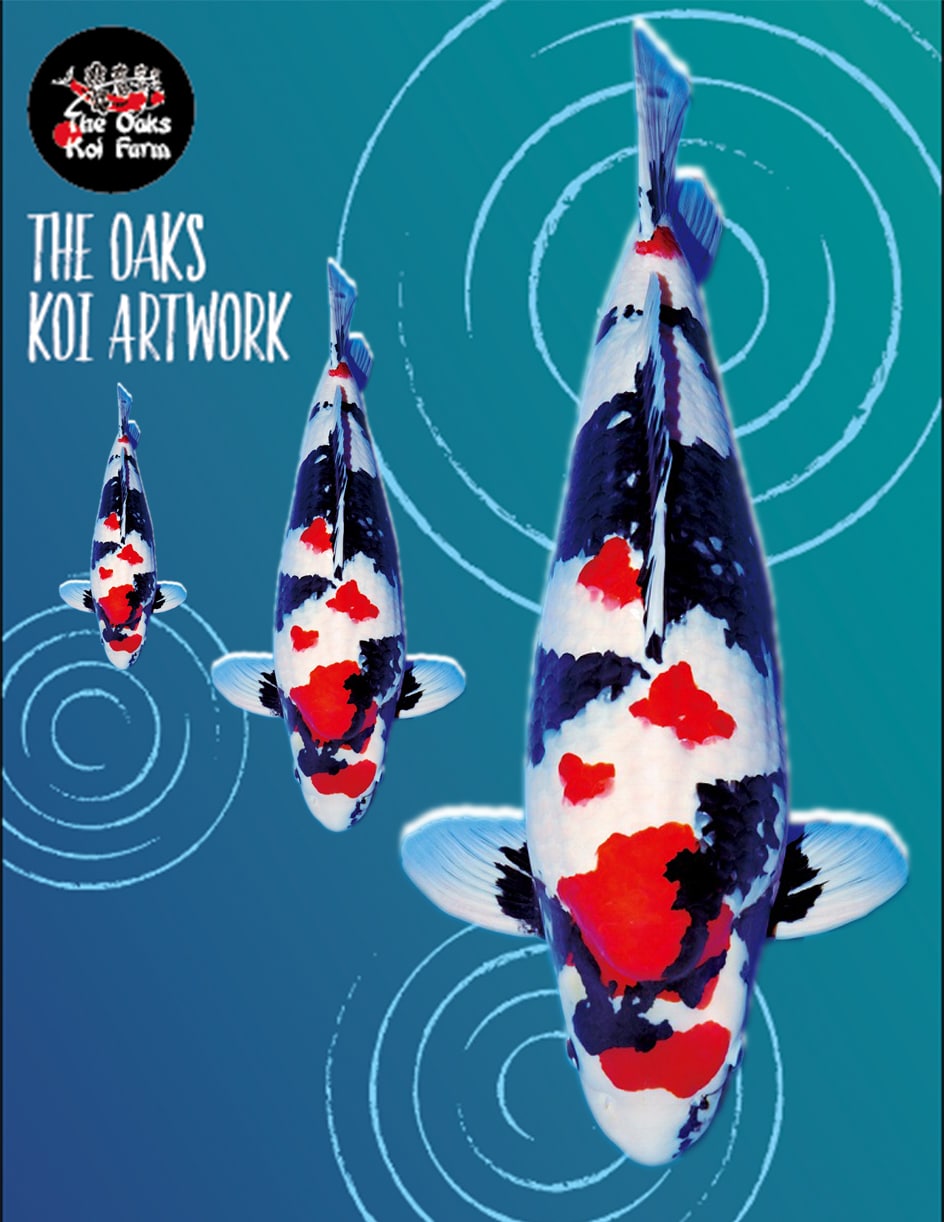 Koi Art Flower Showa @ The Oaks Koi Farm