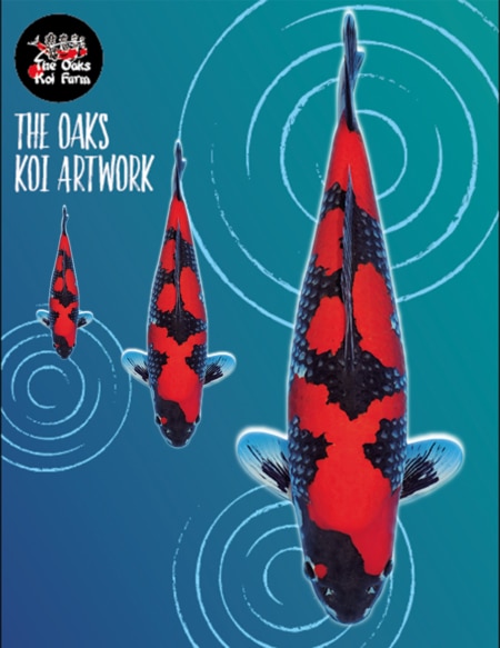 Koi Art - Goshiki Koi Art Goshiki X @ The Oaks Koi Farm
