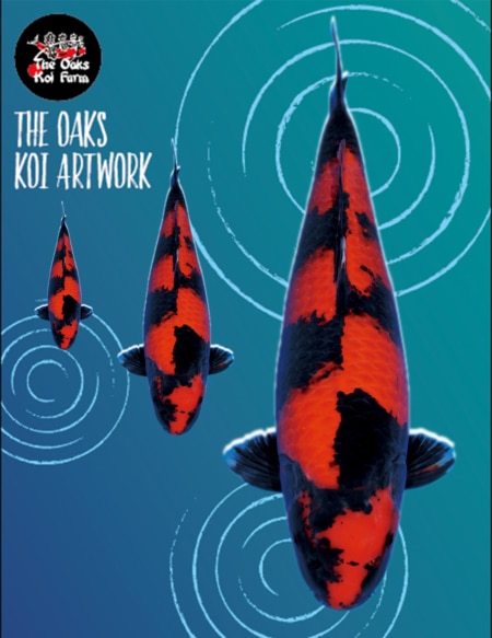Koi Art - Hi Utsuri Koi Art Hi Utsuri @ The Oaks Koi Farm