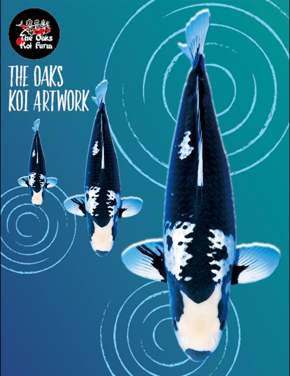 Koi Art - Kumonryu Koi Art Kumonryu @ The Oaks Koi Farm