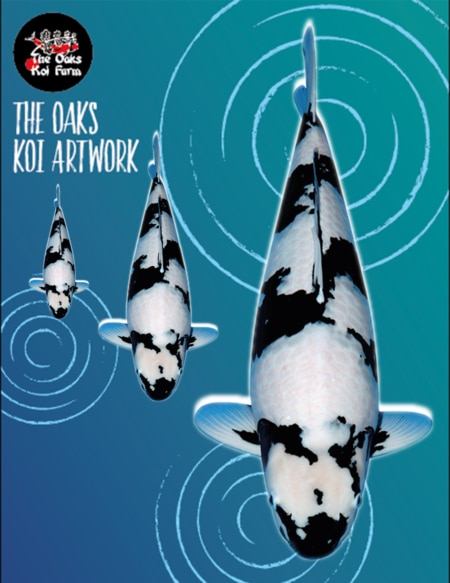 Koi Art - Omosako Shiro Koi Art Omosako Shiro @ The Oaks Koi Farm