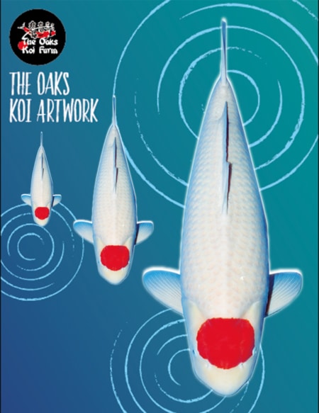 Koi Art Tancho Kohaku @ The Oaks Koi Farm