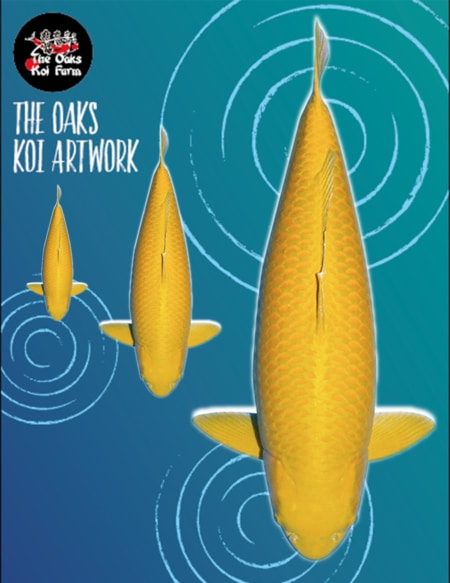 Koi Art - Yamabuki Ogon Koi Art Yamabuki Ogon @ The Oaks Koi Farm