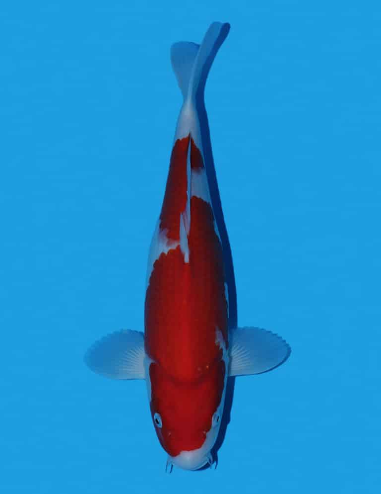 Okawa Kohaku OKF 249 @ The Oaks Koi Farm