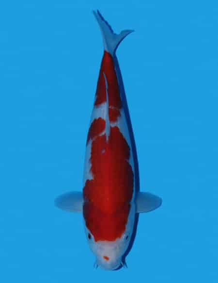 Okawa Kohaku OKF 250 @ The Oaks Koi Farm