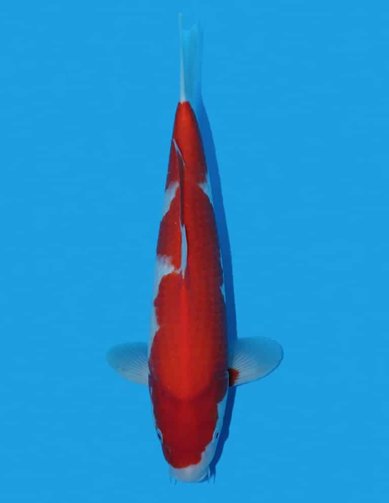 Okawa Kohaku OKF 256 @ The Oaks Koi Farm